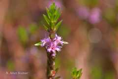 Rotala fimbriata